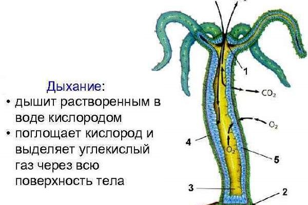 Kraken market зеркала